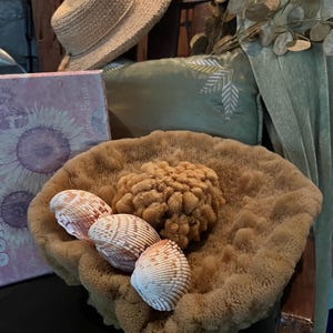 Nautical Beachfront Sea Sponge Grass Cottage Chic Display Cockle Shells Incl Knobbie Sponge Decorative