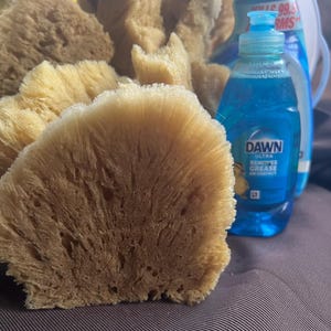 May include: A collection of natural tan sea sponges with porous, fibrous textures positioned next to a clear plastic bottle of blue Dawn Ultra dish soap, which features a label with the text Dawn Ultra Removes Grease On Contact.