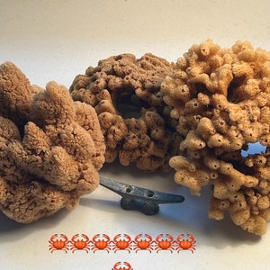 Nautical Christmas Gifts Trio Sponges Decorative purpose Hermit crab Supplies PLUS Bathing Sea Sponge Included