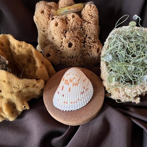 Triple Tails Trio Sea Sponges Grass Barrel Yellow Sea Sponges Cottage Chic Display corks shells Interior Exterior Bath Sponge Included