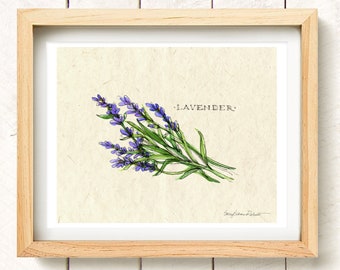 Field Guide Herbs-Lavender-Watercolor Art Print-8.5 x 11