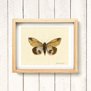 Moth II - watercolor art print 8.5x11&quot;