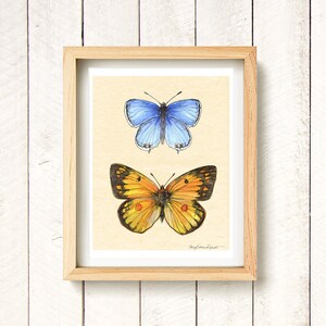 Butterfly Field Guide - Orange Sulphur, Eastern Tailed Blue - watercolor art print