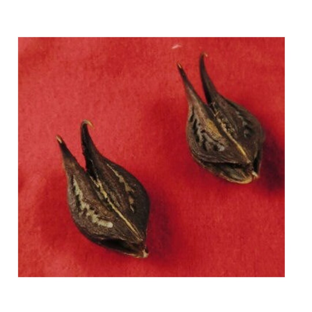 Bat Head Root, Wish, Protection, Divination, Success, Voodoo, Hoodoo