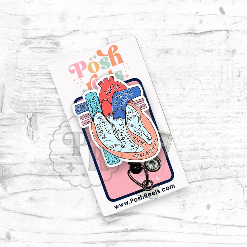 Porta credencial de corazón anatómico, corazón acrílico con etiquetas - Cardiología, porta credencial de cardiólogo, insignia con diagrama anatómico del corazón imagen 3