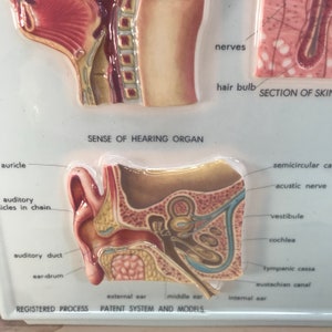 Vintage School Educational Science Art Sensory Anatomy School