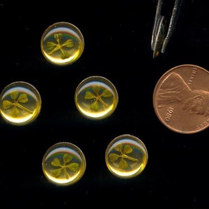 1 véritable véritable trèfle porte-bonheur à 4 feuilles 11 mm. Cabochon autoadhésif rond R488