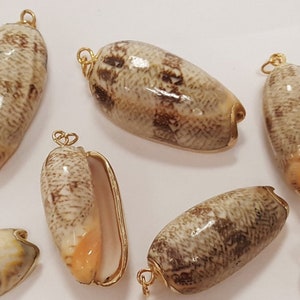 2 Vintage Genuine Lettered Olive Shell 24k Gold Accent Large Cowrie Shell Bead Pendants 1277