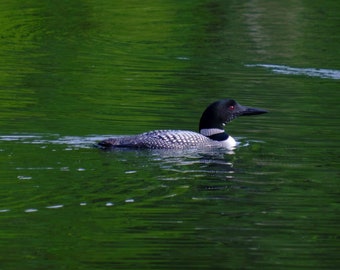 Common Loon Adult and Chick, Isle Royale | Photo Print Wall Art