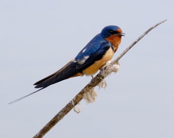 Barn Swallow Perched Portrait, John Heinz NWR | Photo Print Wall Art