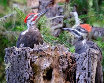 Pileated Woodpeckers, Isle Royale | Photo Print Wall Art