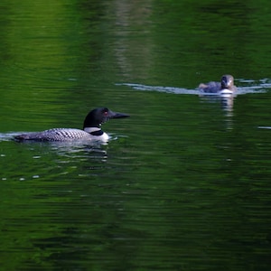 May include: A black and white loon swims in a green lake. A smaller loon is swimming in the distance.