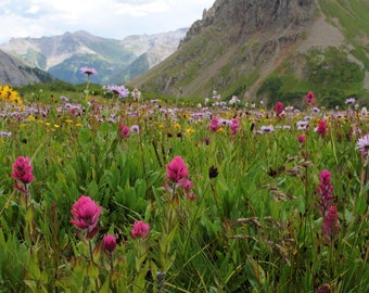 Wildflowers, Yankee Boy Basin, Mount Sneffels Wilderness, Colorado  | Photo Print Wall Art