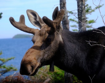 Young Bull Moose, Isle Royale | Photo Print Wall Art