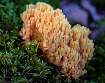 Forest Floor Fungus, Isle Royale | Photo Print Wall Art