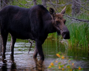 Moose, Hidden Lake, Isle Royale | Photo Print Wall Art