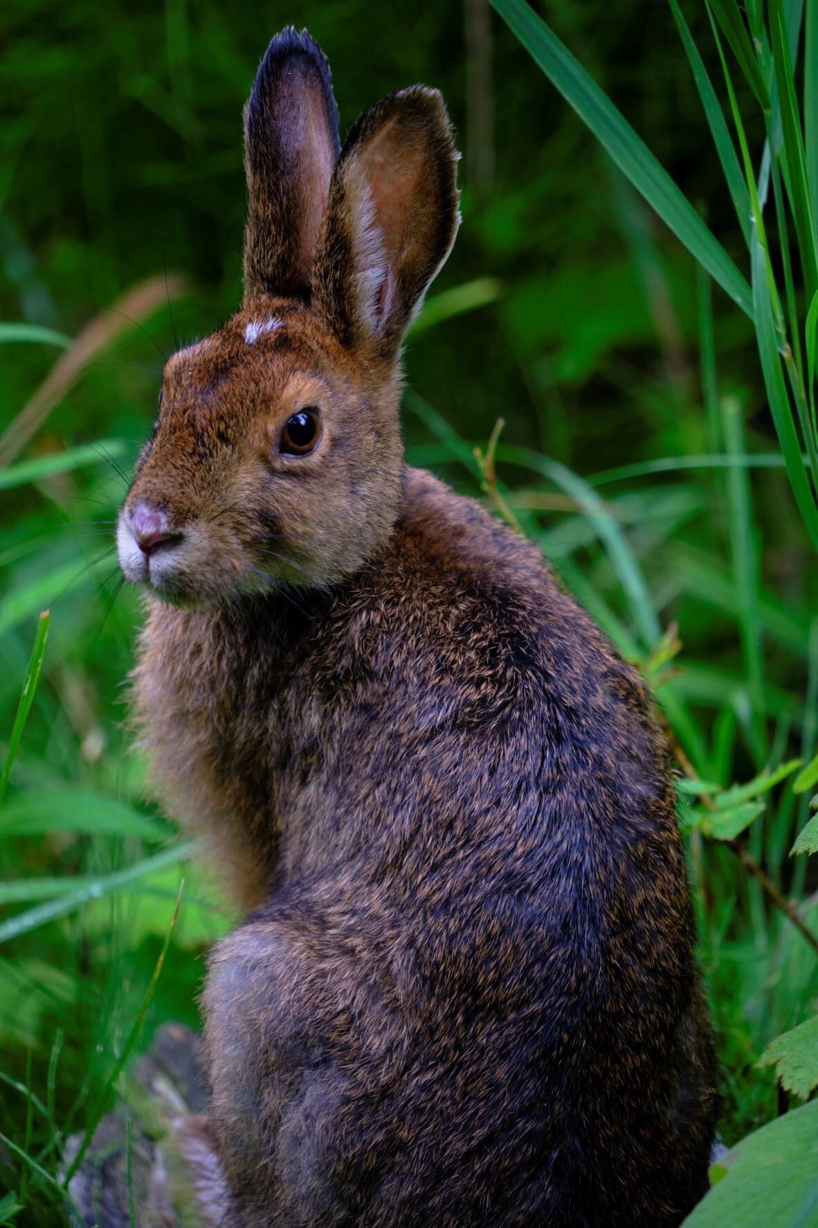 Snowshoe Hare, Isle Royale | Photo Print Wall Art - Etsy