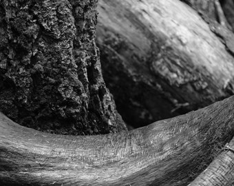 Trail of the Cedars, Glacier National Park, Montana | Photo Print Wall Art