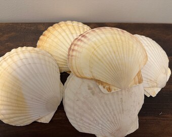 Scallop Shells for Crafting, Wedding Decor, Bowl Filler, Etc