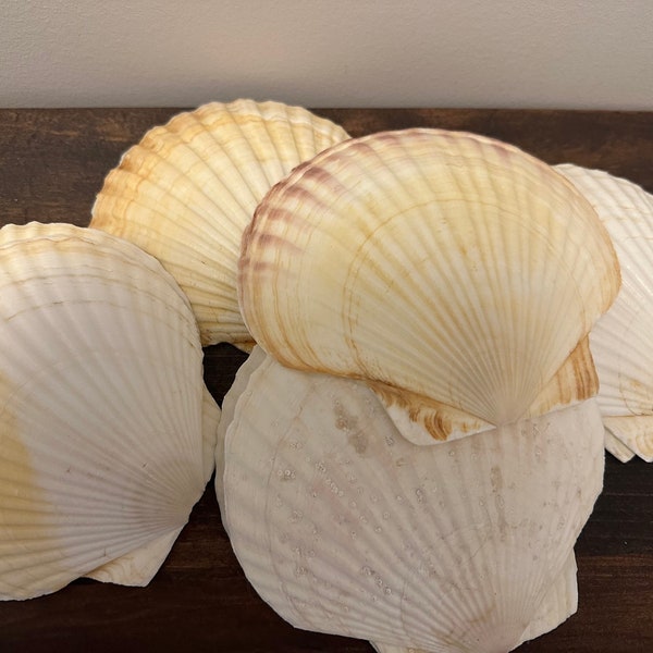 Scallop Shells for Crafting, Wedding Decor, Bowl Filler, Etc