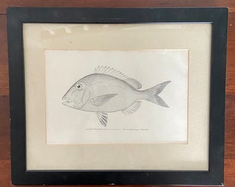 Vintage Framed Calamus Bajonado Fish Print