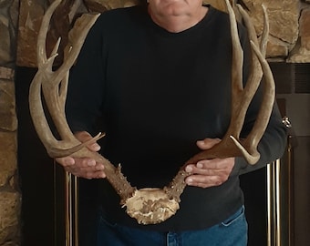 1940s / Mule Deer Antler Rack / Natural Buck Antlers / Real Horns / Genuine Antlers With Skull Plate / Man Cave / Southwestern Cabin Decor
