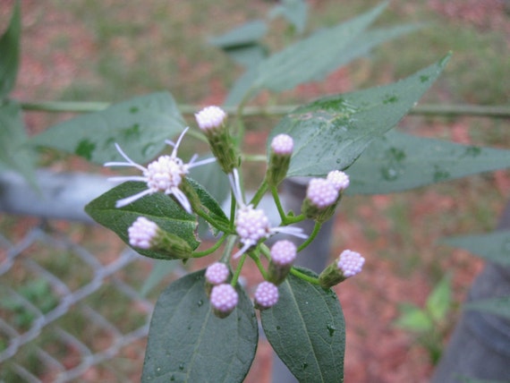 Dream Herb Seed Pods Very Rare Calea Zacatechichi Fresh Etsy