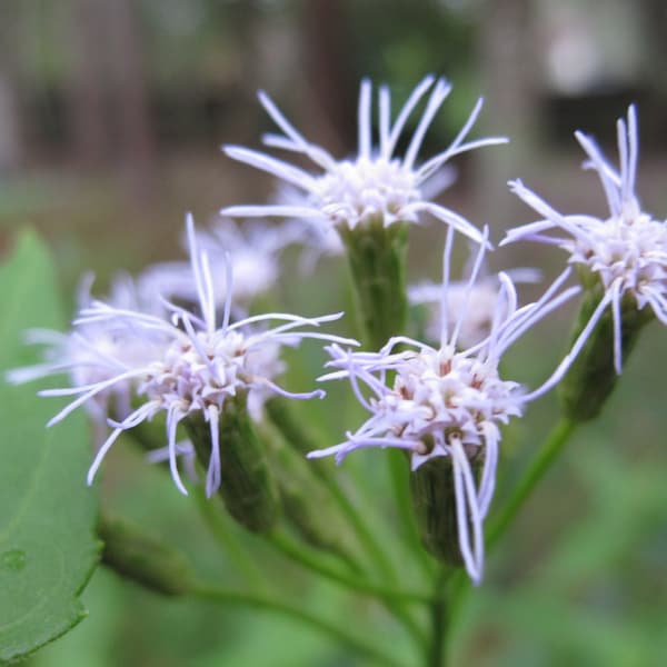 Vainas de semillas de hierbas de ensueño MUY RARAS (Calea Zacatechichi) Planta de flores de jardín tradicional recién cosechada, más de 100 semillas ~ ¡Suministro limitado!