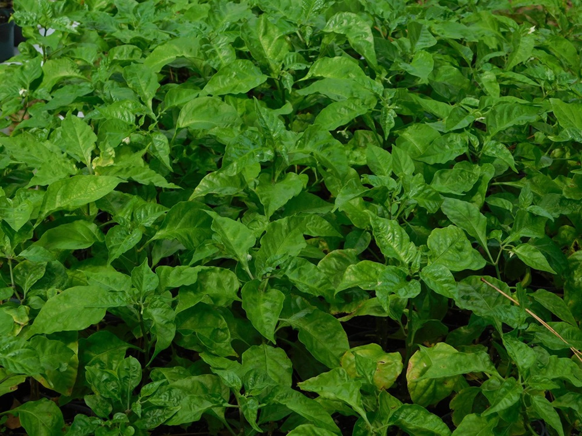 buy carolina reaper plant buy carolina reaper plant