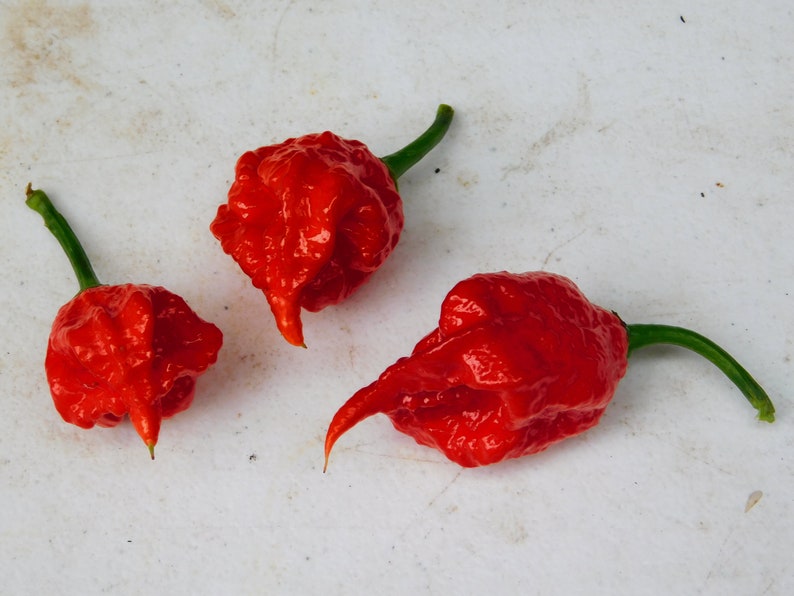 fresh carolina reaper pepper for sale fresh carolina reaper pepper for sale