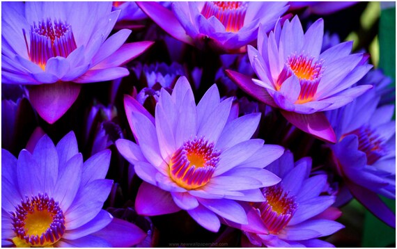 Egyptian Blue Lotus C/S Flowers (Nymphaea caerulea) - Pesticide Free -  Fresh Harvest - Pharaoh's Fantasy™ Grade - Free Shipping in USA