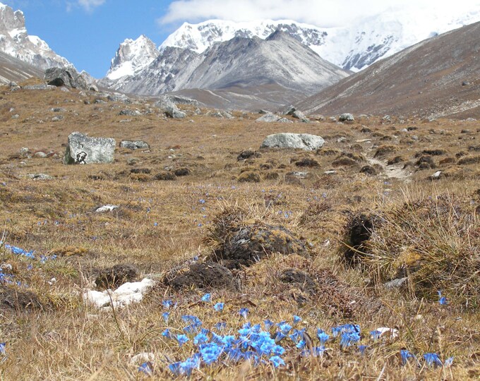 Yumesamdong Zero Point l, Chungtang District, N. Sikkim 2007