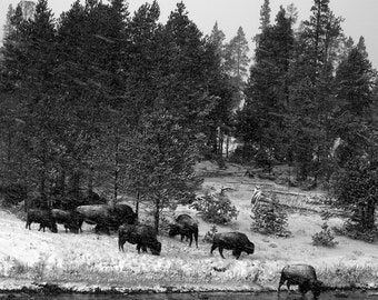 Bison in the Snow, Yellowstone Park, Wyoming