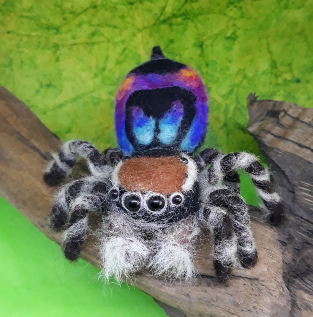 I travelled Australia looking for peacock spiders, and collected 7 new  species (and named one after the starry night sky)