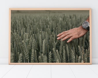 Photographic colour print of a man's hand caressing the tips of the crops on a wheat field