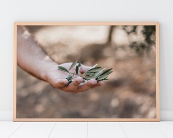 Photographic print of a male hand holding an olive branch