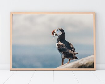 Photographic Colour print of a Puffin sitting on a cliff with whitebait in it's mouth on the Isle of May on the Firth of Forth in Edinburgh