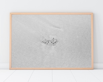 Photographic black and white print of some seagull footprints in the wet sand