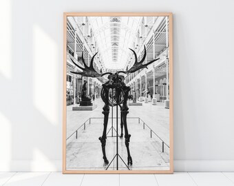 Irish Elk (Megaloceros giganteus) Statue in the National Museum of Scotland  (Edinburgh, Scotland)