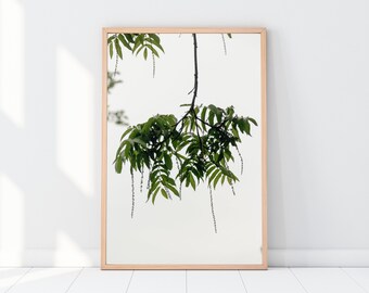 Foliage on a foggy day - photographic colour print  (Botanic Gardens Edinburgh, Scotland)