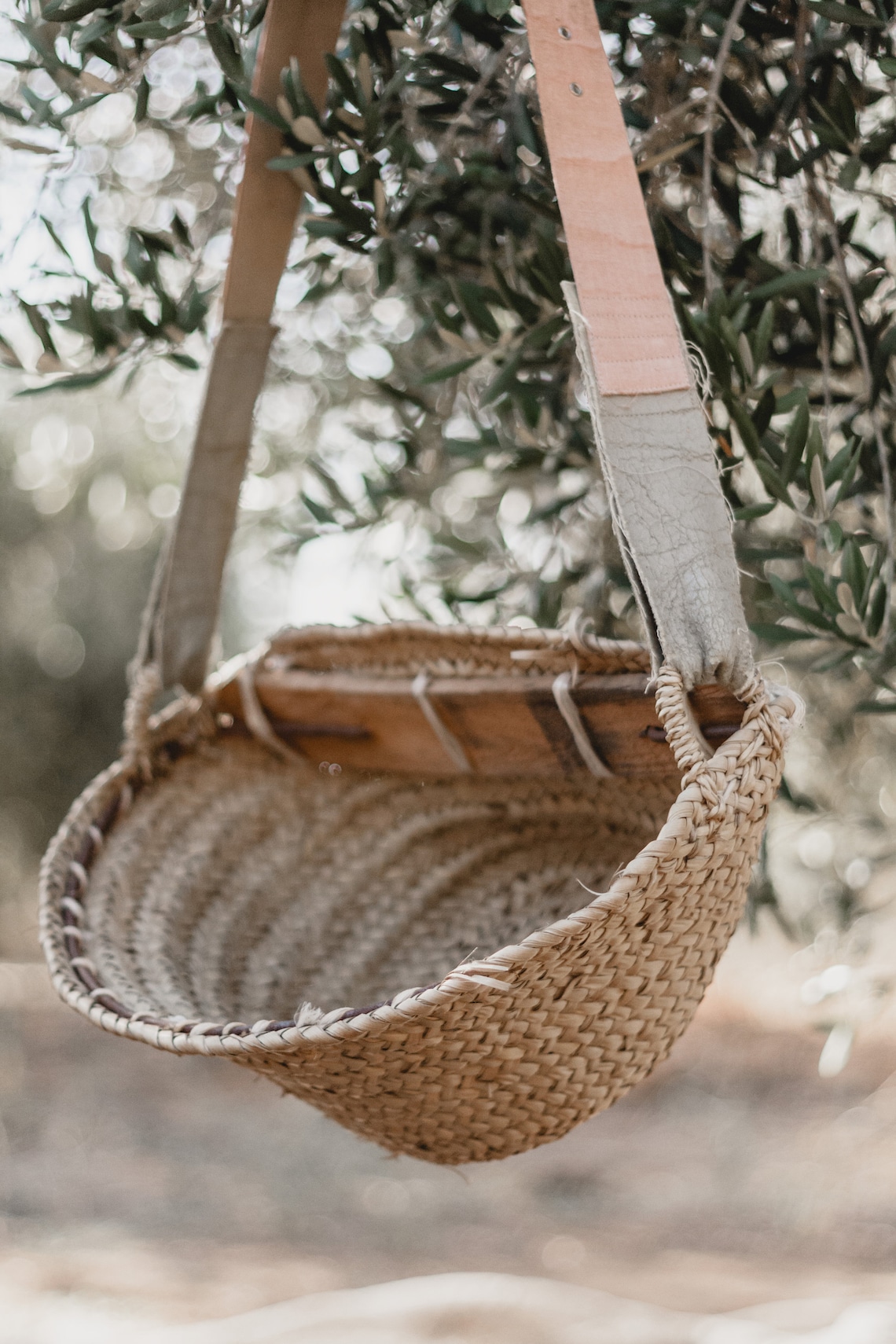 Photographic Print of an Olive Collection Basket Hanging From a Tree