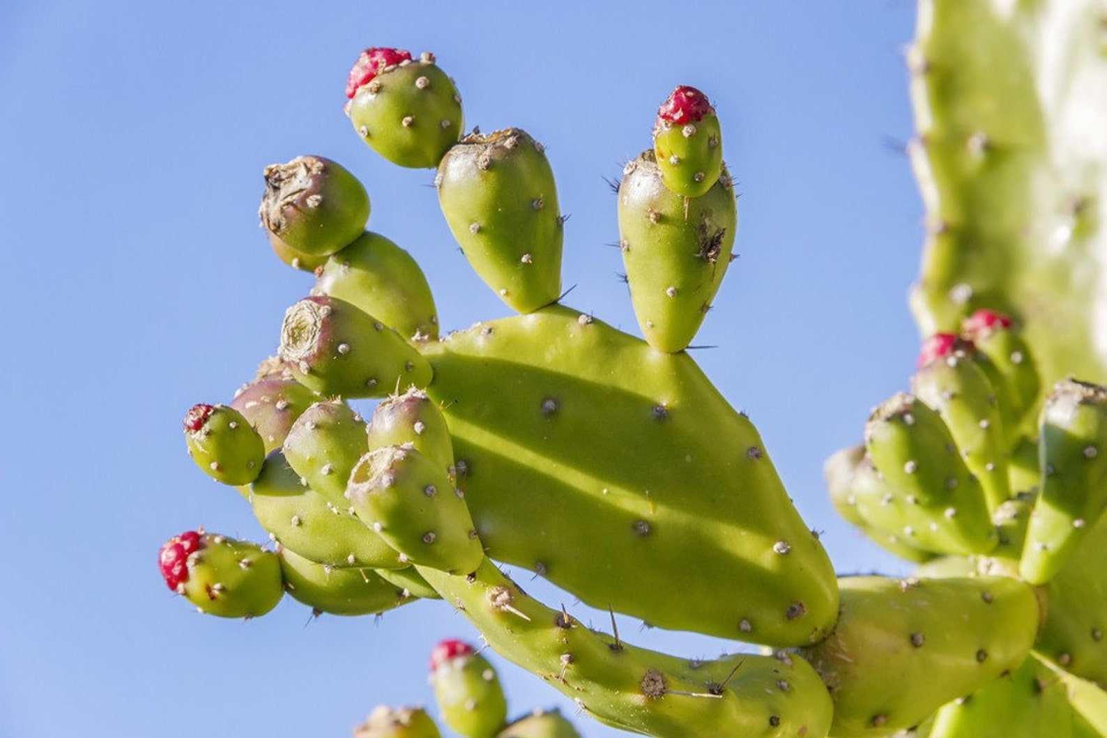Prickly Pear Oil Serum Cactus Oil Prickly Pear Serum Etsy UK