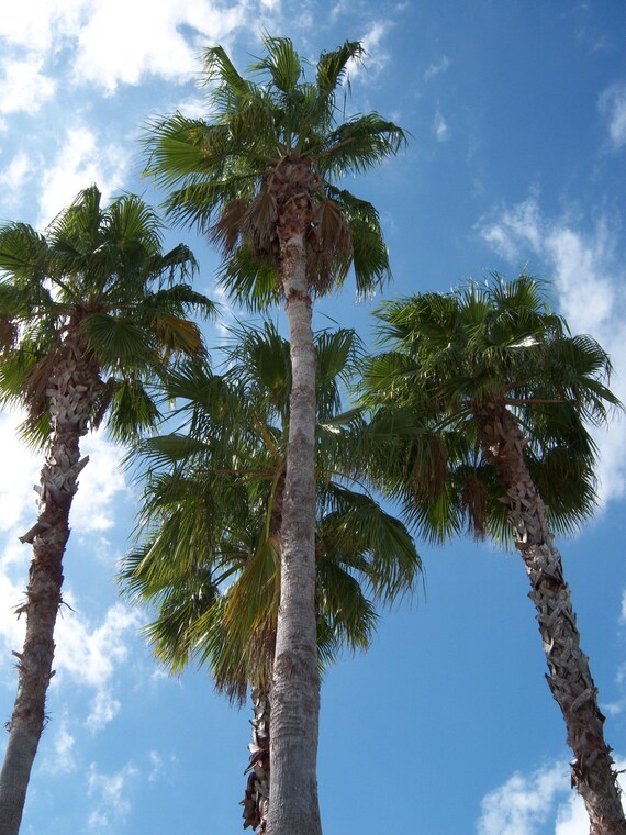 Florida Palm Trees 2 Etsy Florida Palm Trees 2 Etsy