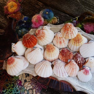 May include: A collection of small, fan-shaped scallop shells in shades of white, cream, orange, and reddish-brown. Each shell features a small drilled hole at the top edge, arranged together on a textured, light-colored wooden tray surface.