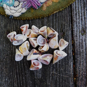 Beads, Drilled Seashells, Craft Supplies, DIY, Jewelry Supplies, Destash