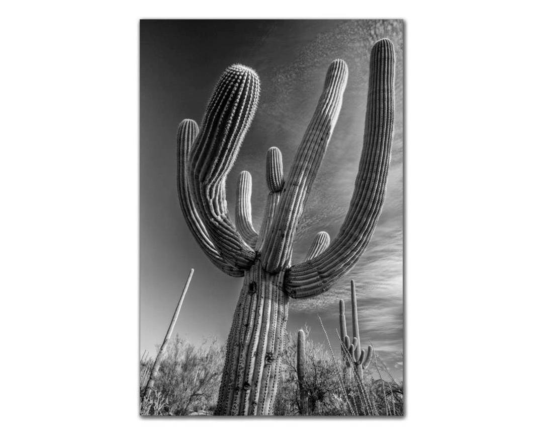 Desert Scene With Saguaro Cactus Black and White Art Print Succulent ...