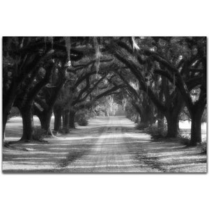 Live Oak Lane en fotografía en blanco y negro, impresión de arte Zen Atmósfera sobresaliendo árboles y troncos de árbol Sunlit Road Photo Wall Art
