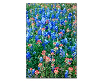 May include: A field of bluebonnet flowers with red Indian paintbrush flowers. The flowers are in full bloom and create a colorful display.