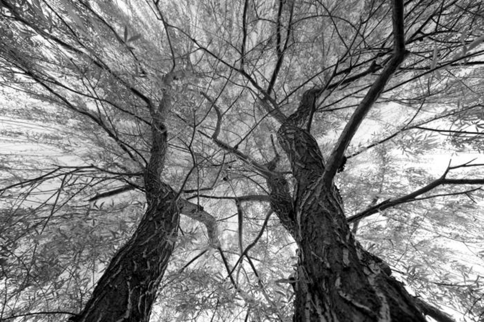 Weeping Willow Tree, Black and White, Art Print Zen Atmosphere Serene Calm Peaceful Wall