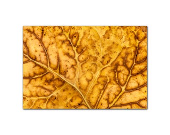 Abstract Pattern of Veins in a Leaf Botanical Abstract Pattern Fine Art Print Photograph Gold, Copper Orange tones Photo Art Print Wall Art